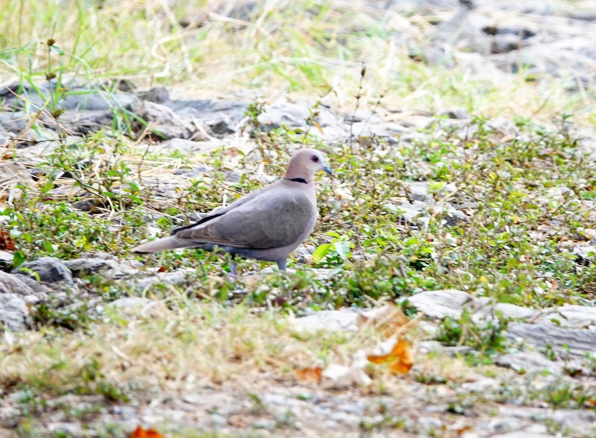 Red-eyed Dove - ML646395485