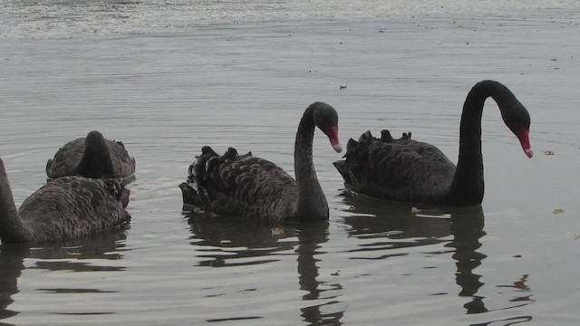 labuť černá - ML646395486