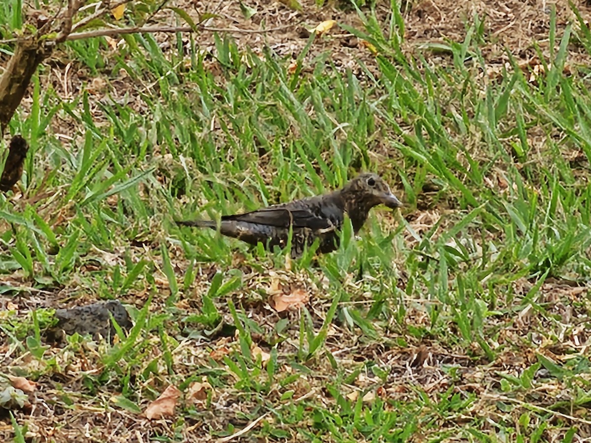 Blue Rock-Thrush - ML646395487