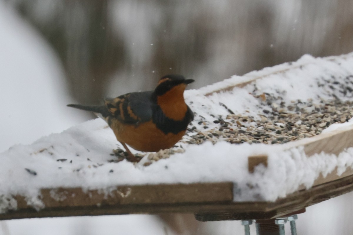 Varied Thrush - ML646395497