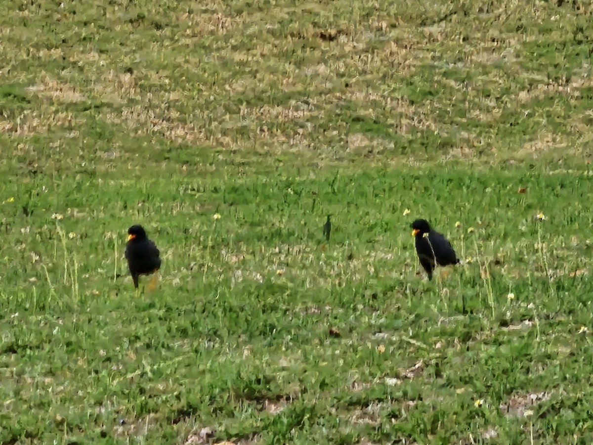 Javan Myna - ML646395499