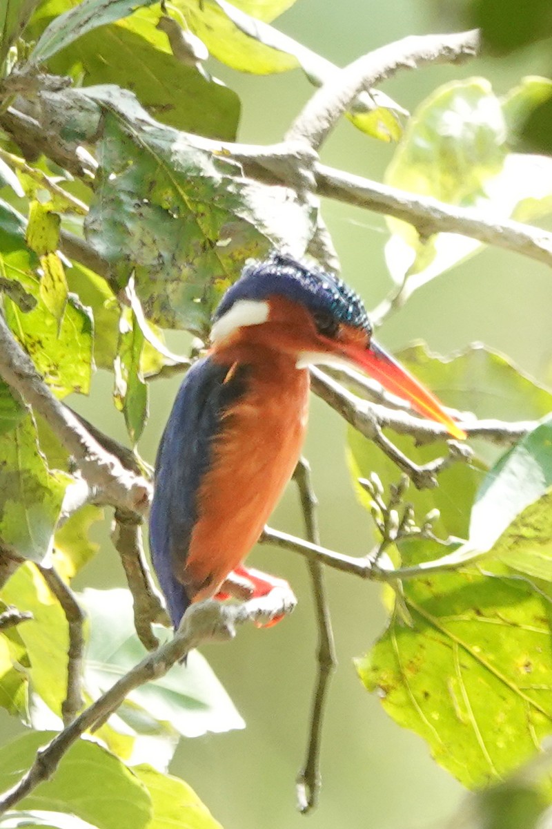 ledňáček modropláštíkový - ML646395511