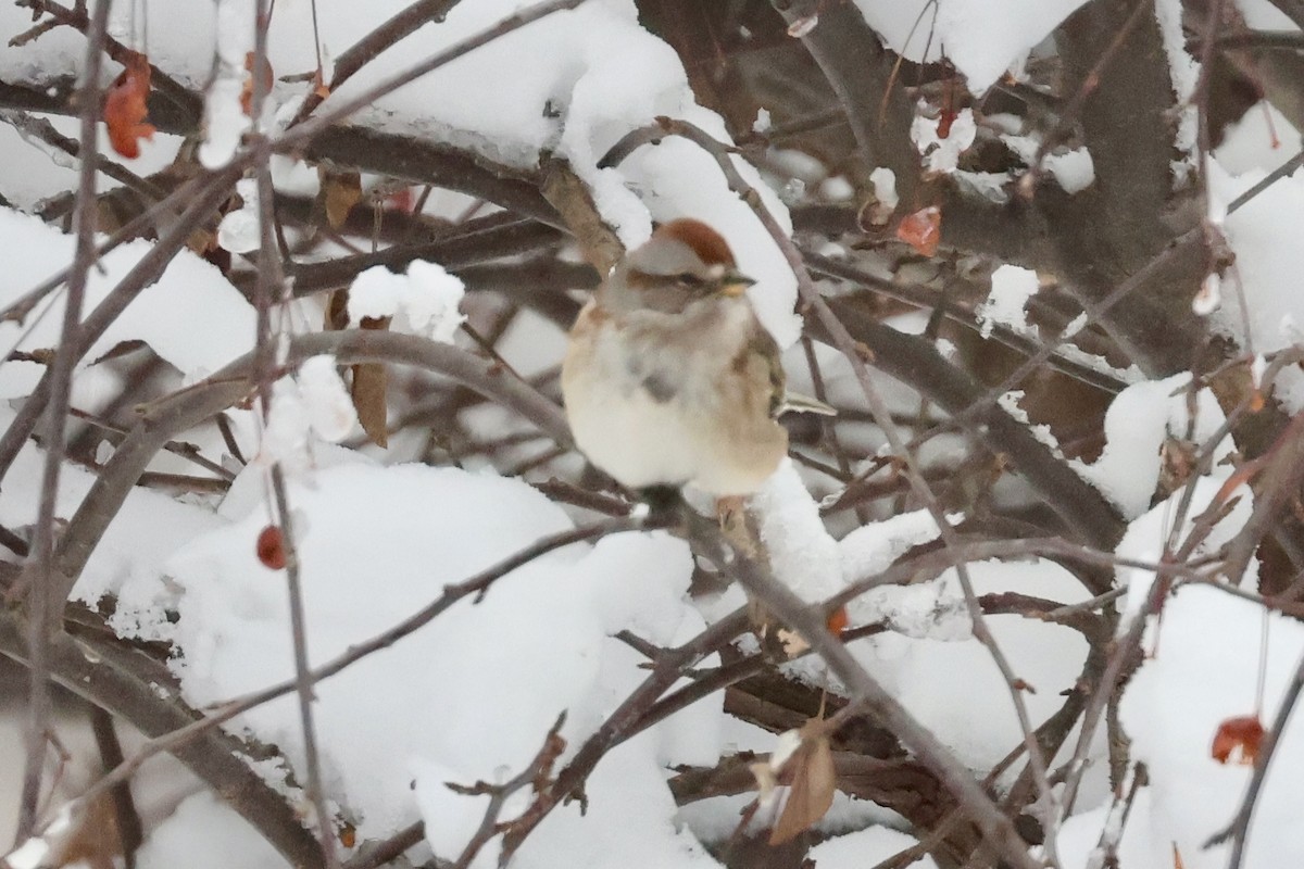 American Tree Sparrow - ML646395512