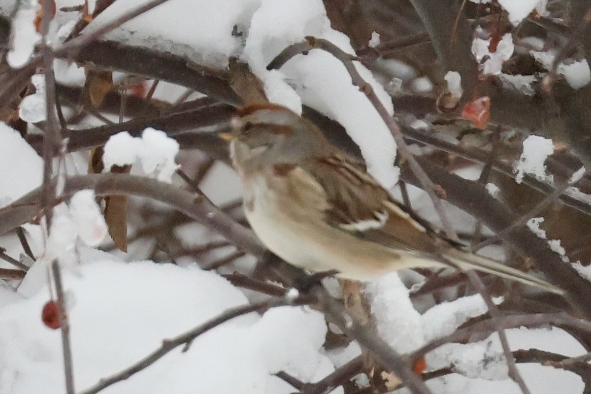 American Tree Sparrow - ML646395513