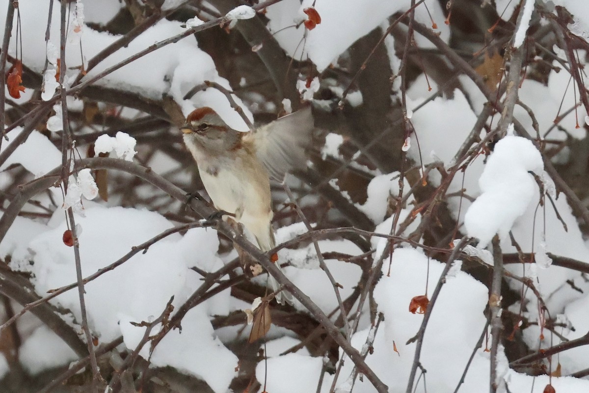 American Tree Sparrow - ML646395514