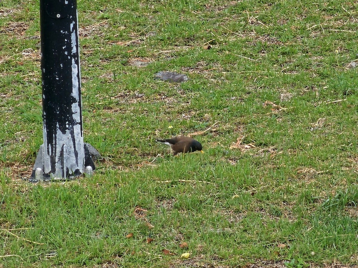 Common Myna - ML646395515