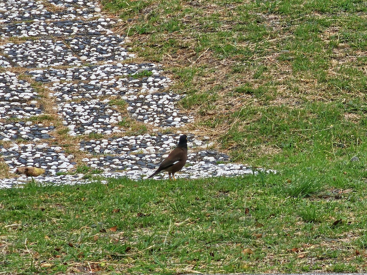 Common Myna - ML646395516