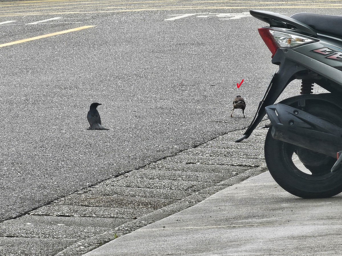 Common Myna - ML646395519