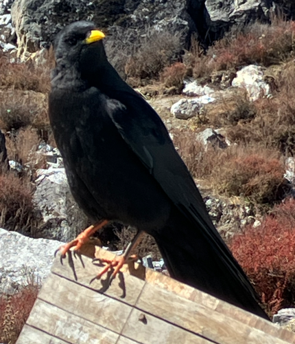 キバシガラス - ML646395521