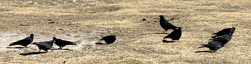 キバシガラス - ML646395522