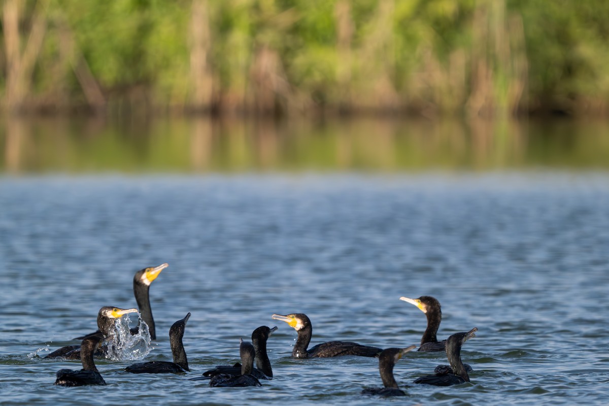 Большой баклан - ML646395523