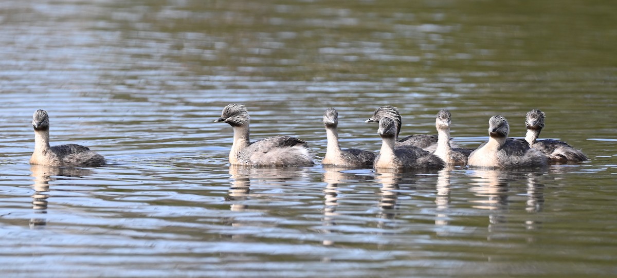 Hoary-headed Grebe - ML646395524