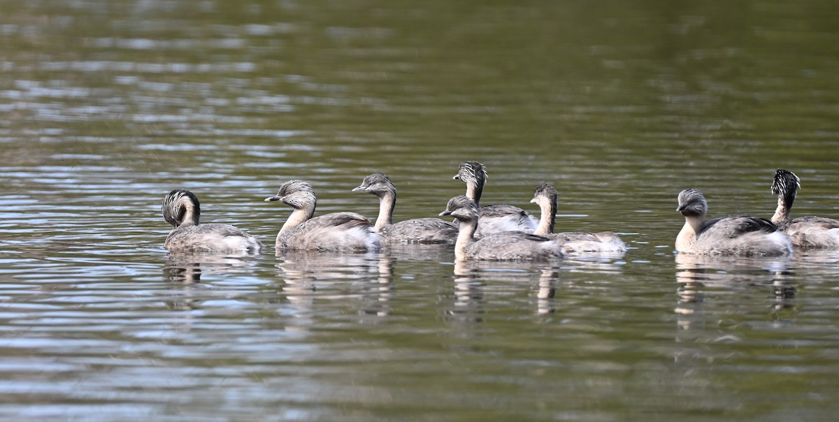 Hoary-headed Grebe - ML646395525