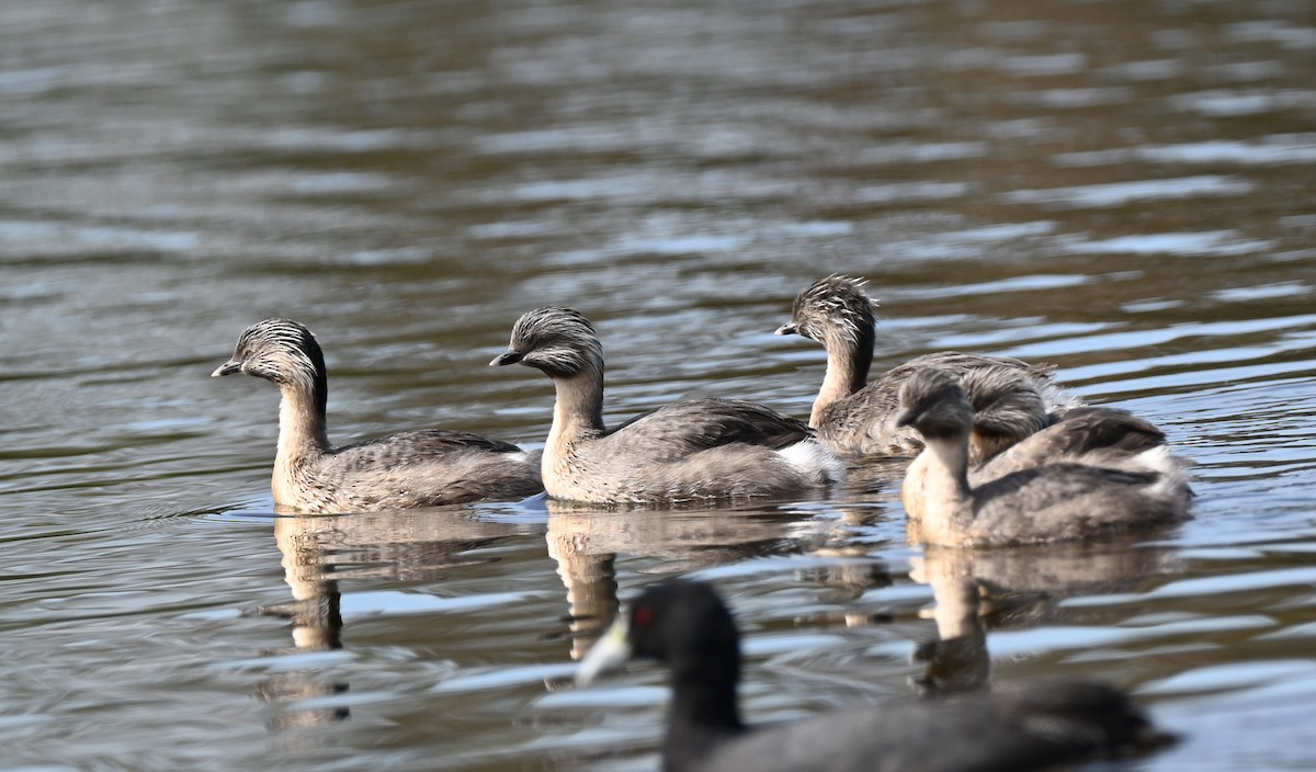 Hoary-headed Grebe - ML646395526