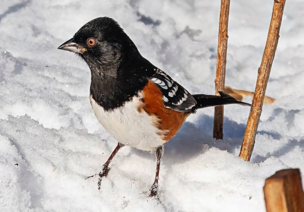 Spotted Towhee - ML646395529
