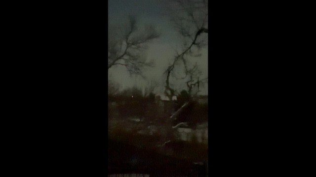 Great Horned Owl - ML646395530