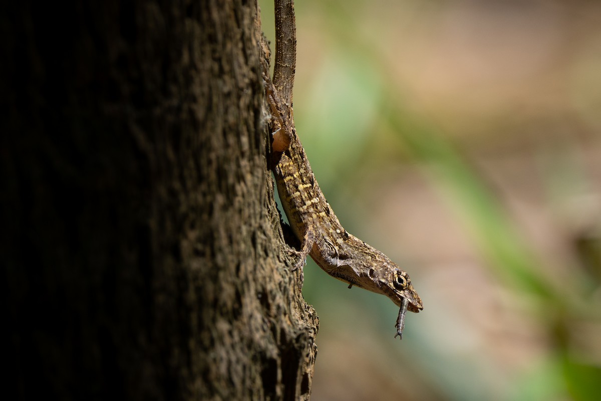 Brown Anole - ML646395531