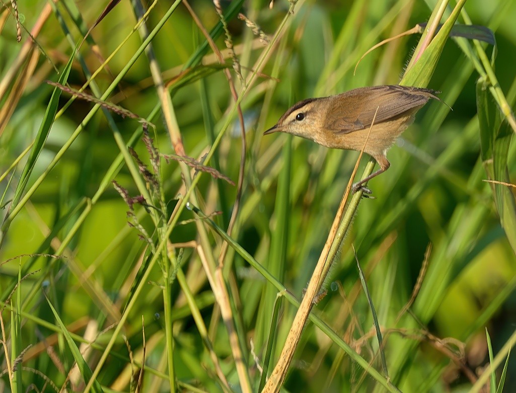 Black-browed Reed Warbler - ML646395533