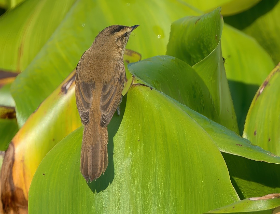Black-browed Reed Warbler - ML646395534