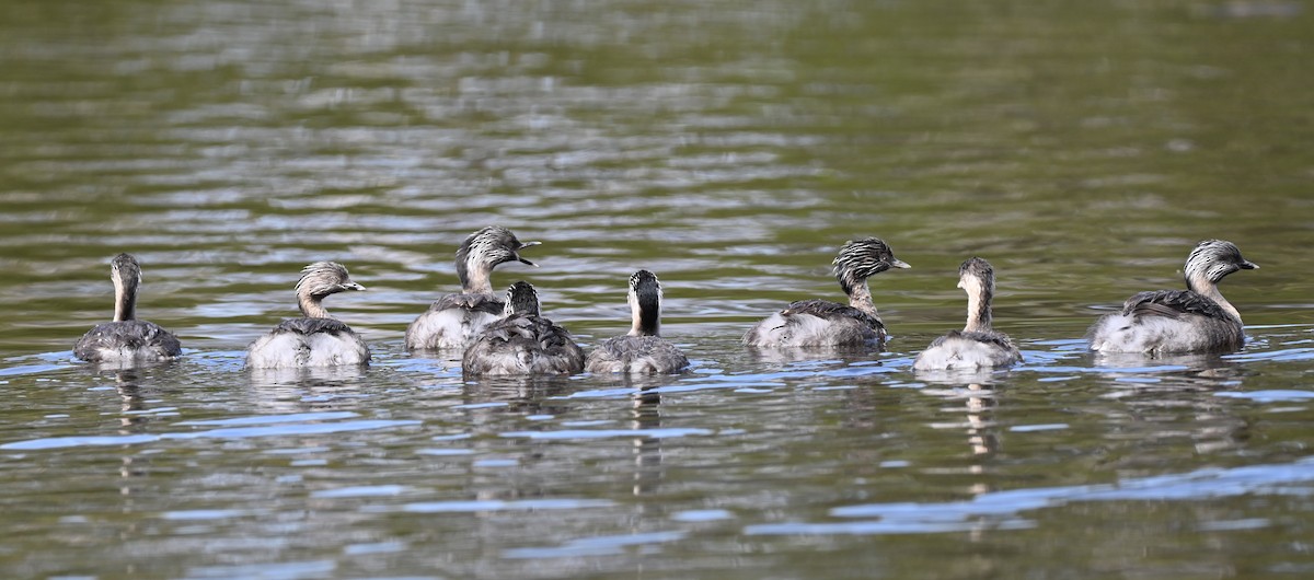 Hoary-headed Grebe - ML646395535