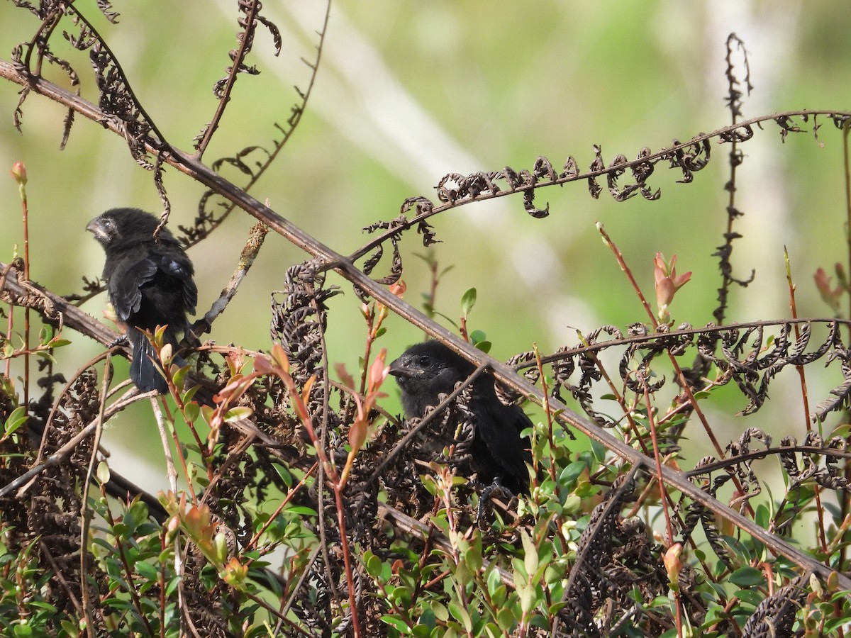 Smooth-billed Ani - ML646395537