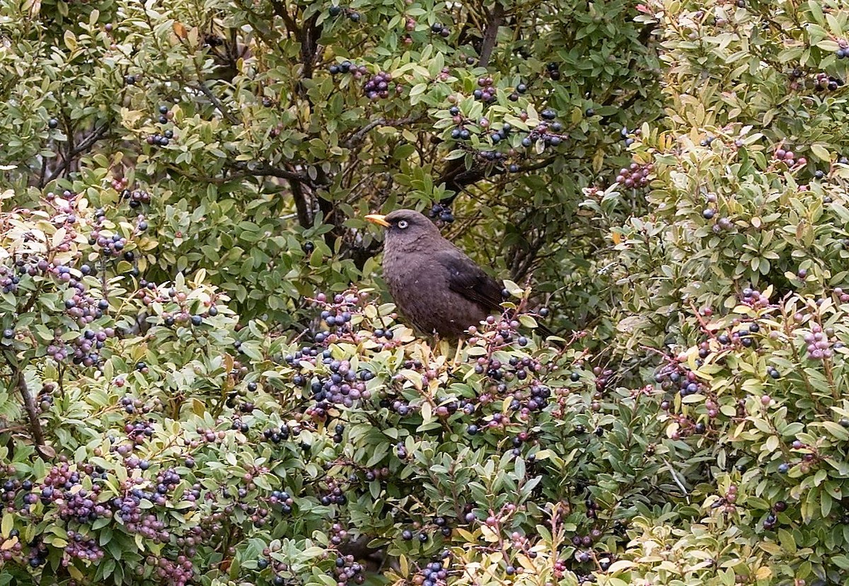 Sooty Thrush - ML646395540