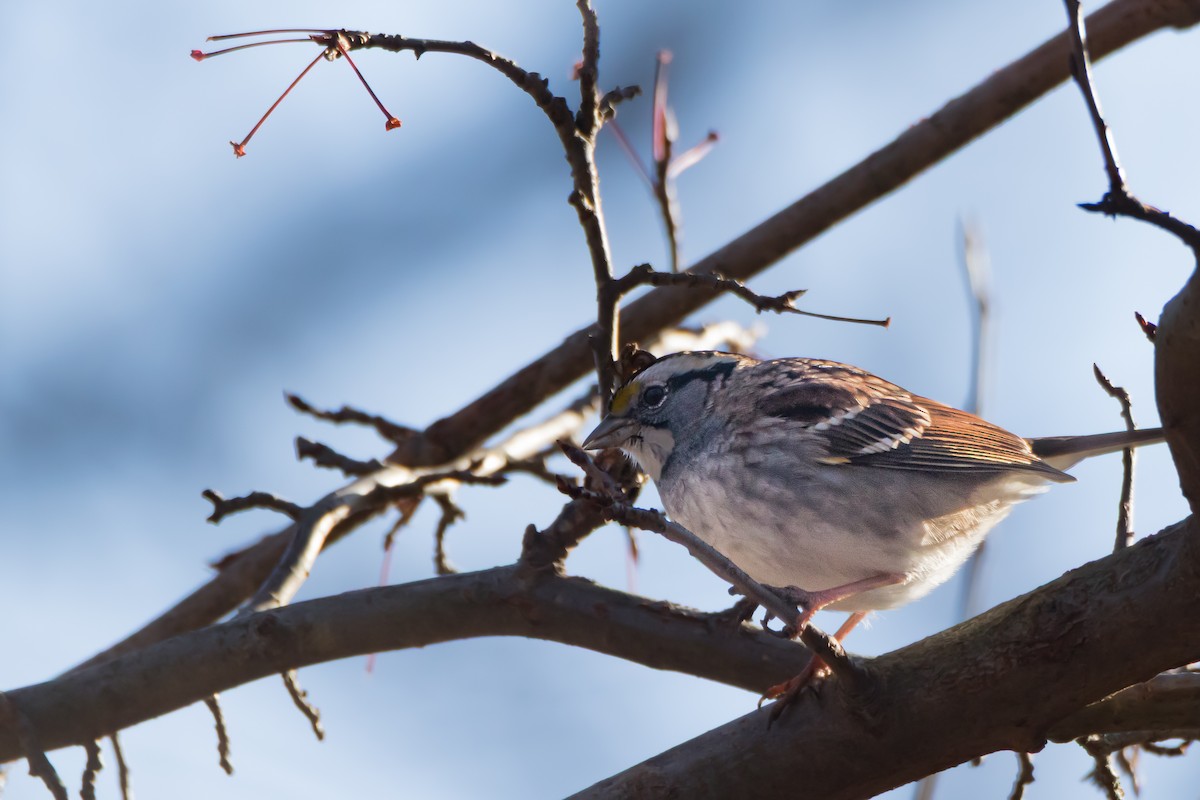 White-throated Sparrow - ML646395543