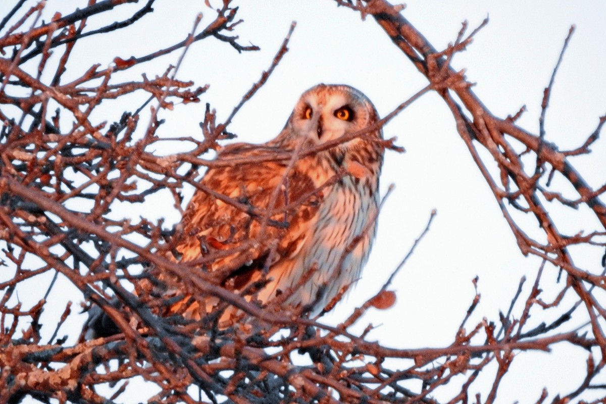 Short-eared Owl - ML646395545