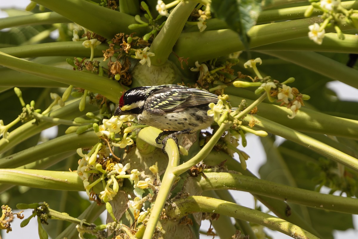 Red-fronted Barbet - ML646395546