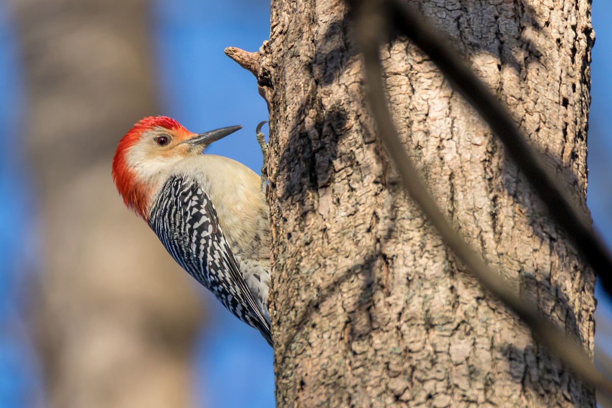 Red-bellied Woodpecker - ML646395547