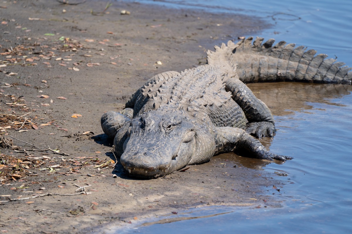 American Alligator - ML646395549