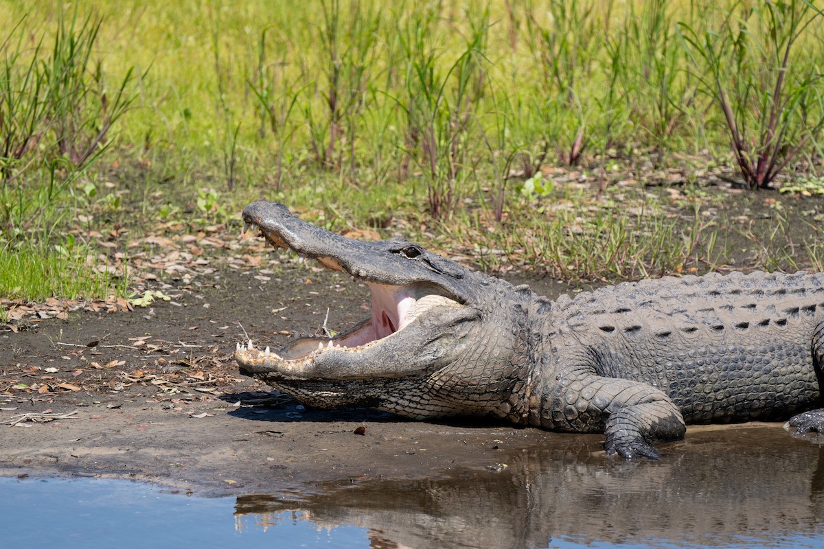 American Alligator - ML646395550