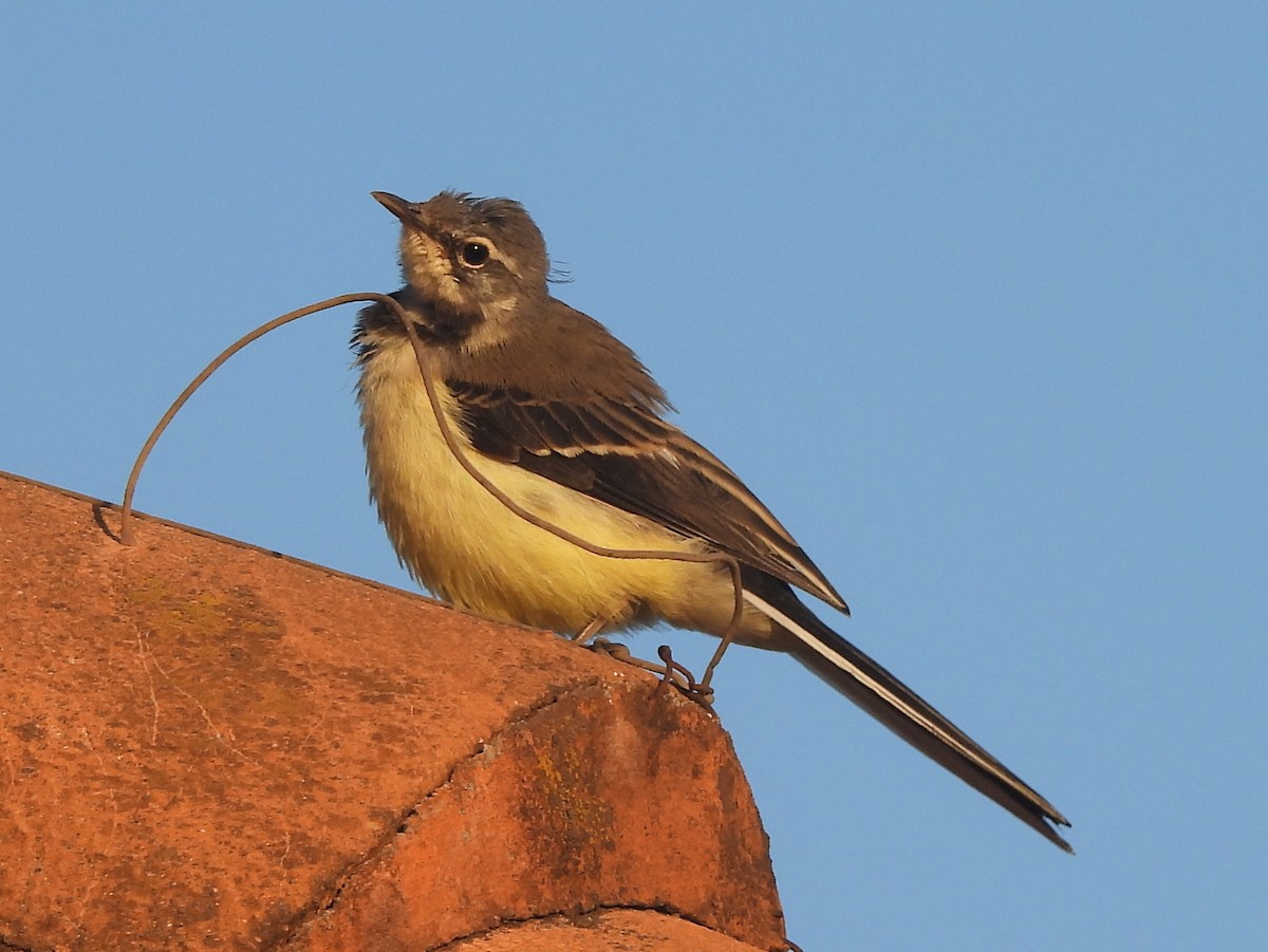 Buztanikara malgaxea - ML646395553