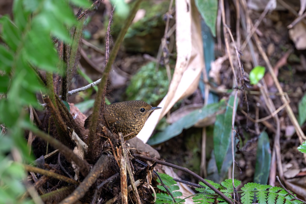 Pygmy Cupwing - ML646395556