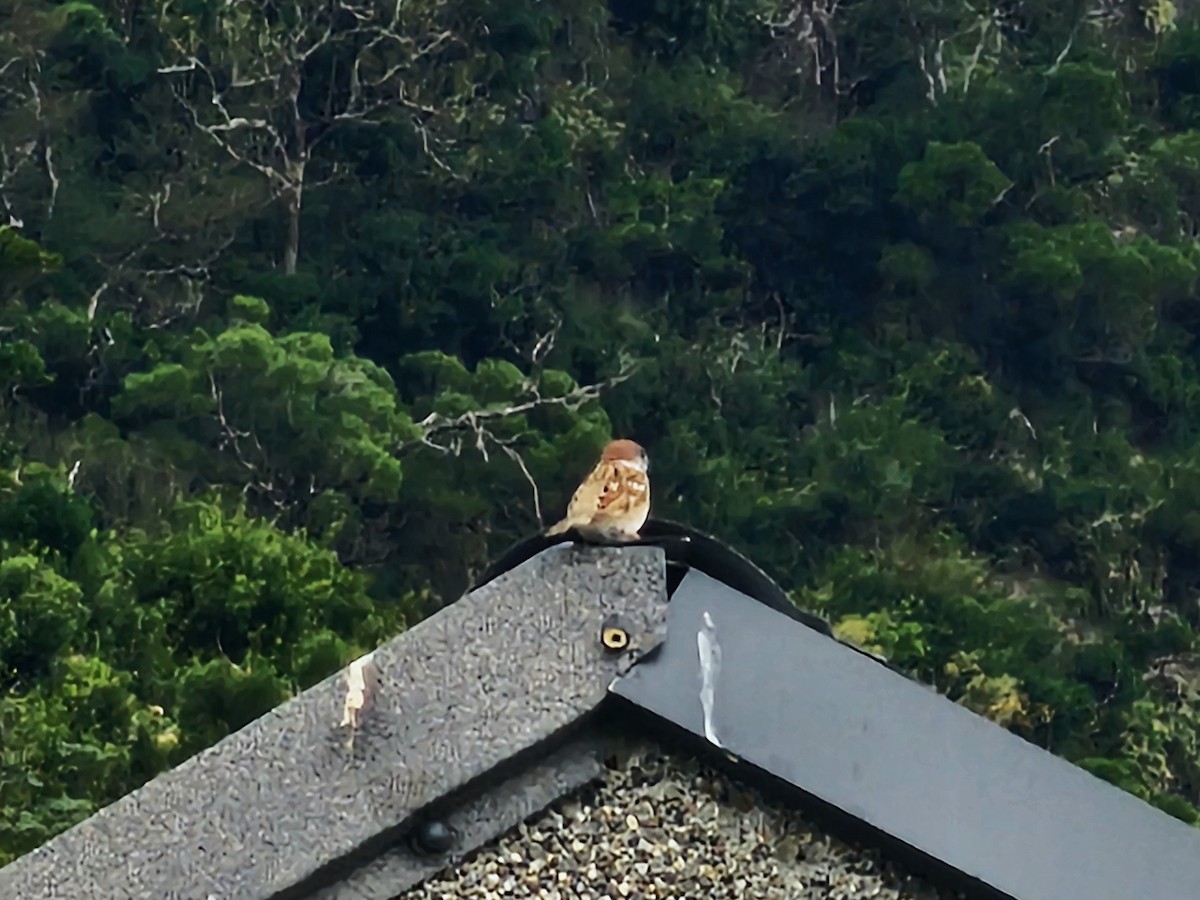 Landa-txolarrea - ML646395557