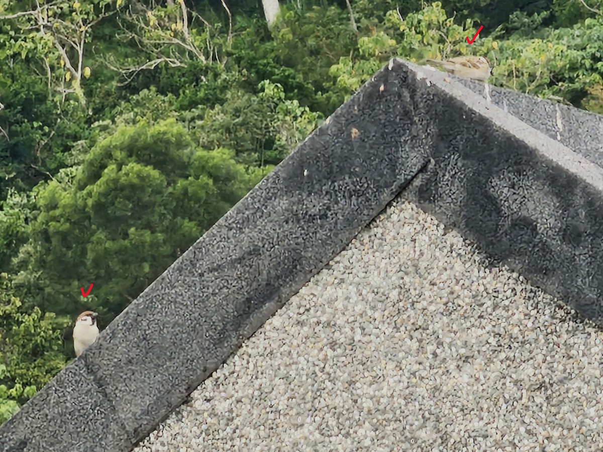 Landa-txolarrea - ML646395558