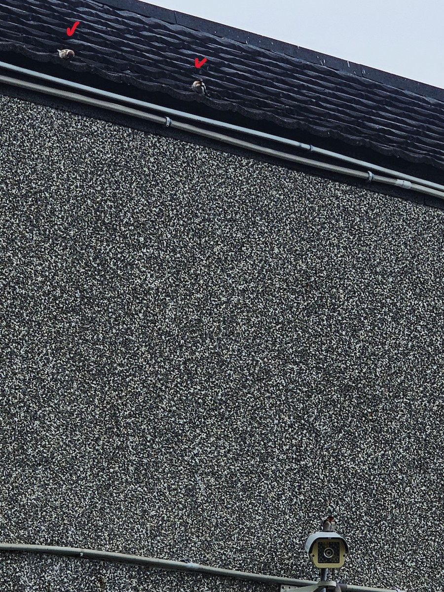 Landa-txolarrea - ML646395559