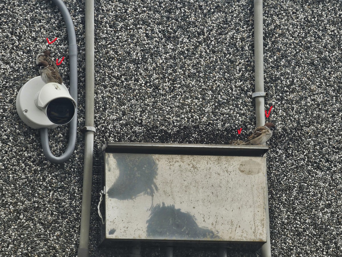 Landa-txolarrea - ML646395560