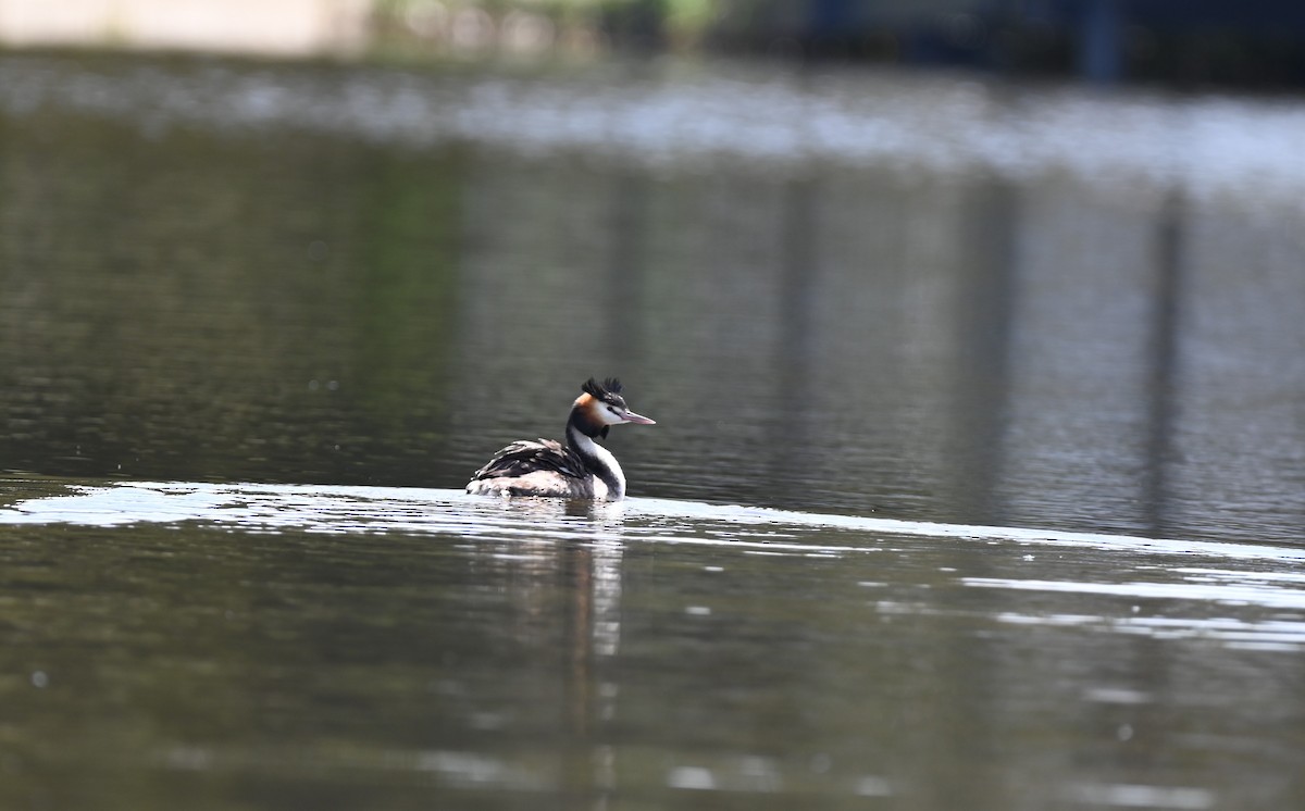 Murgil mottoduna - ML646395563