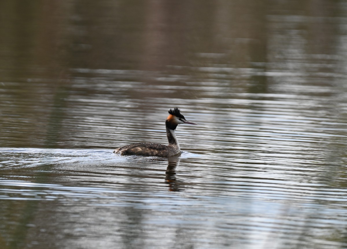 Murgil mottoduna - ML646395564