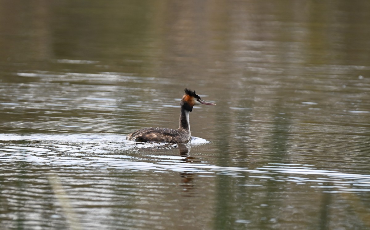 Murgil mottoduna - ML646395565