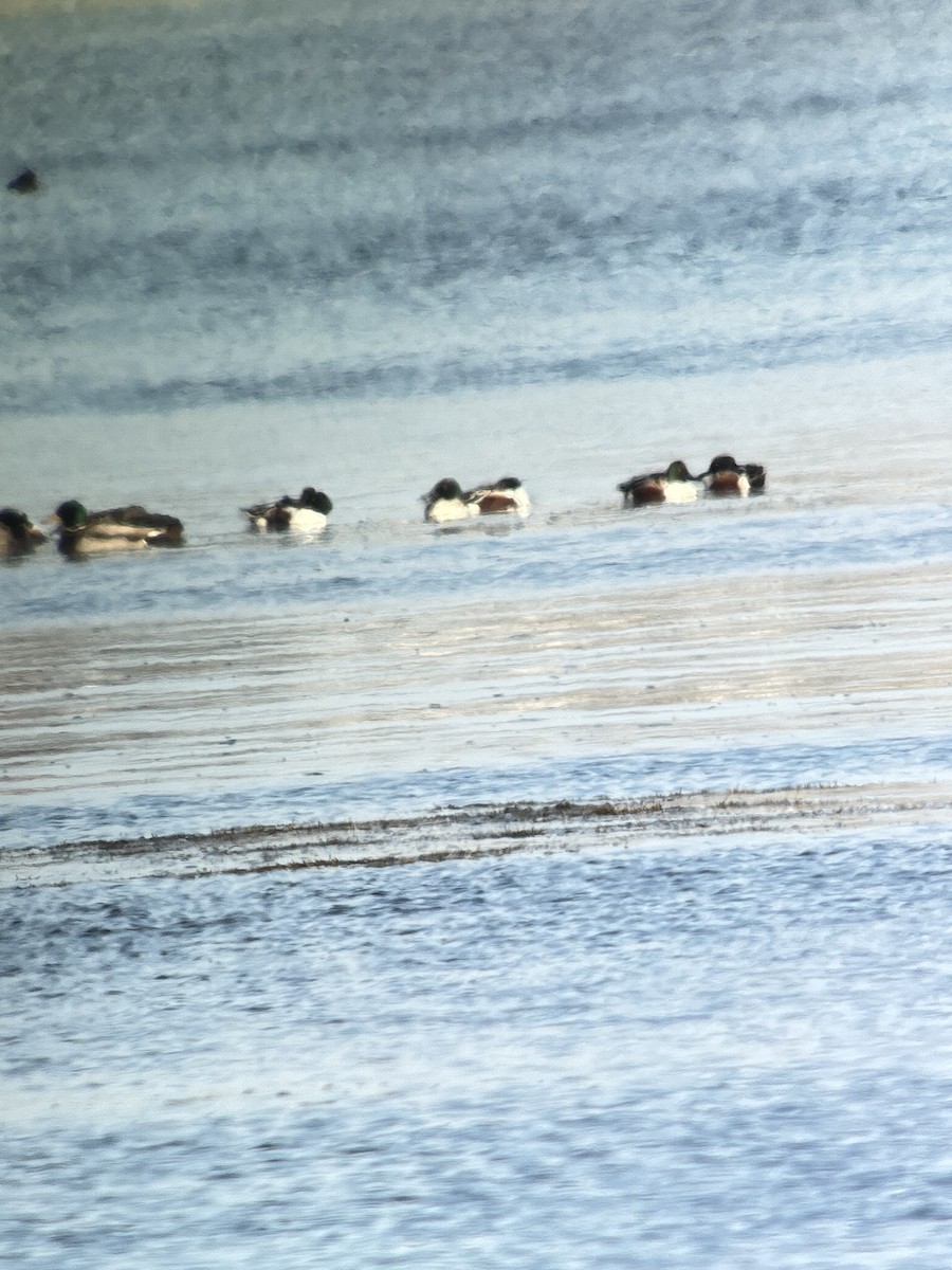 skjeand - ML646395566