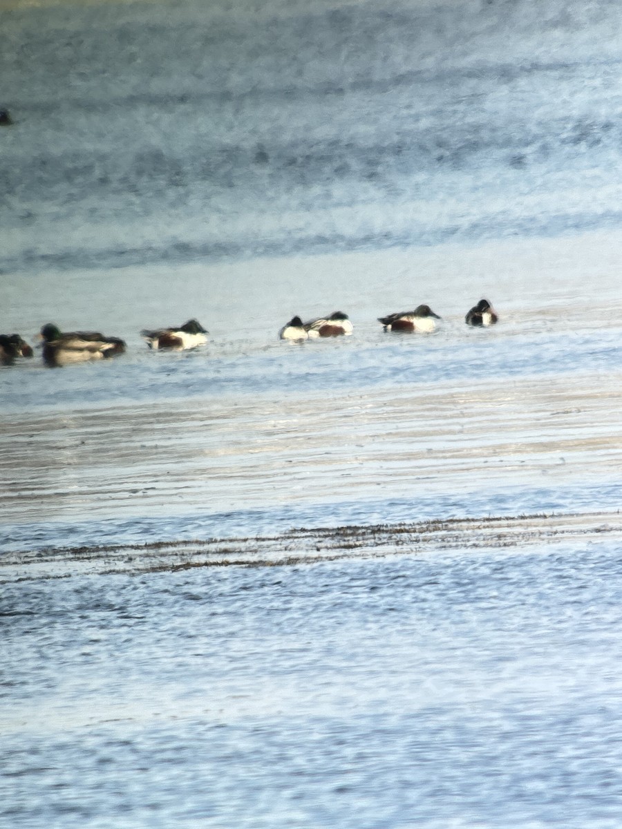 skjeand - ML646395567