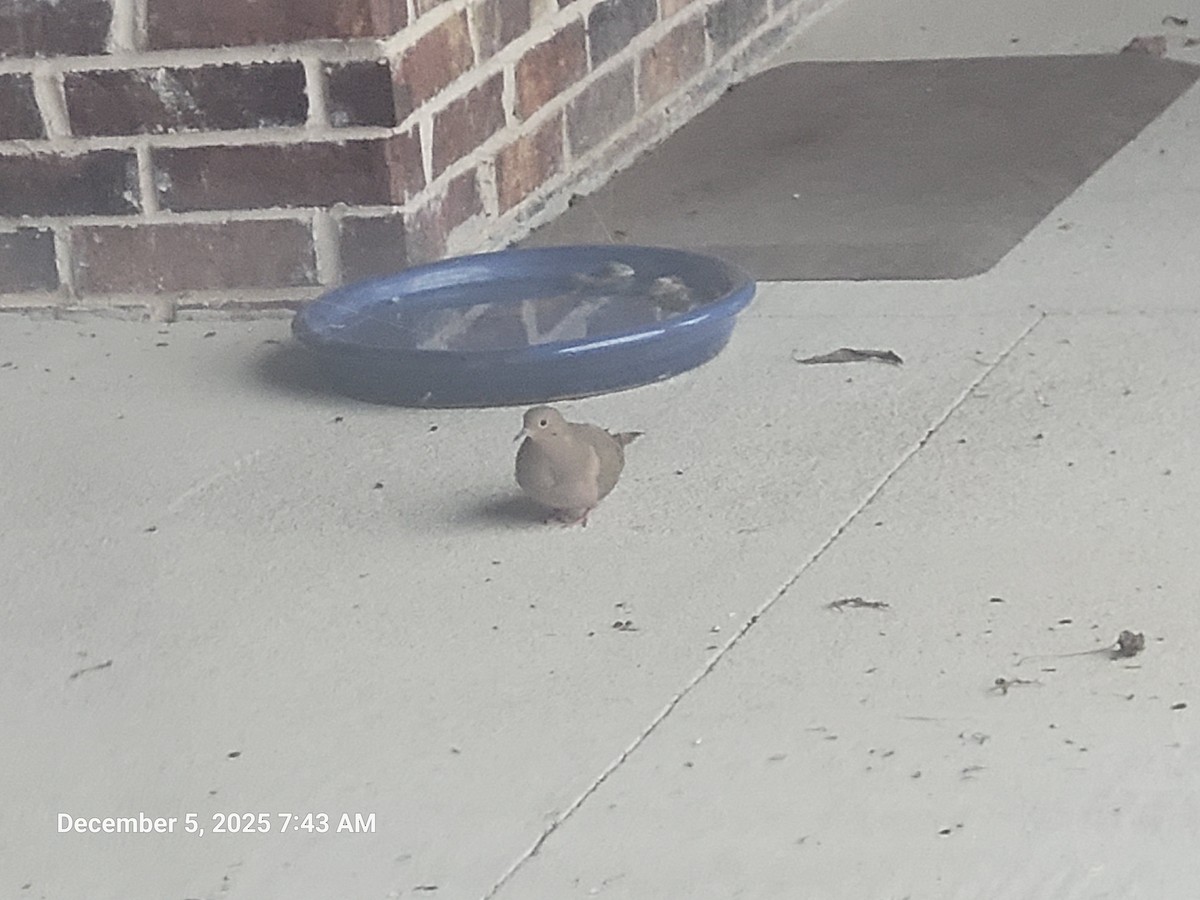 Zenaida arrunta - ML646395571