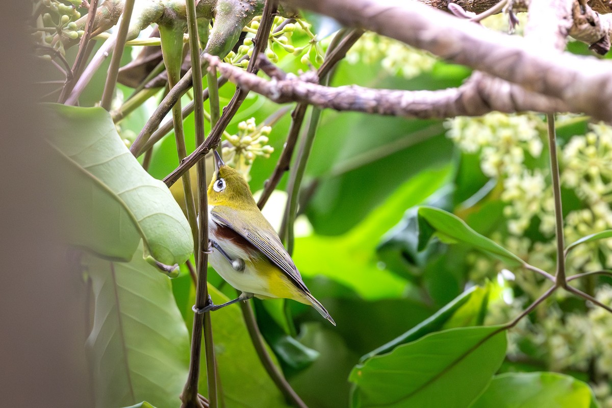 Chestnut-flanked White-eye - ML646395572