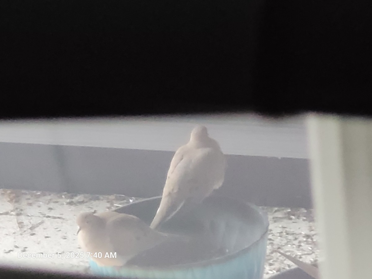 Zenaida arrunta - ML646395573