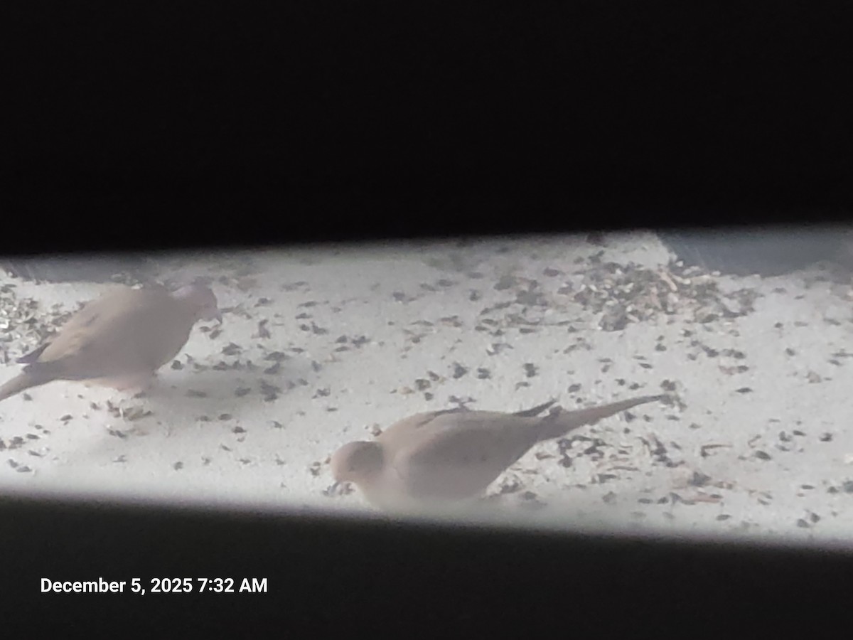 Zenaida arrunta - ML646395574