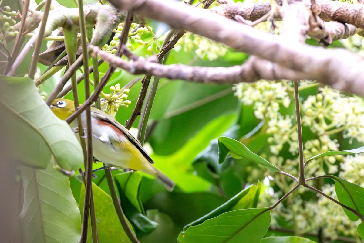 Chestnut-flanked White-eye - ML646395575