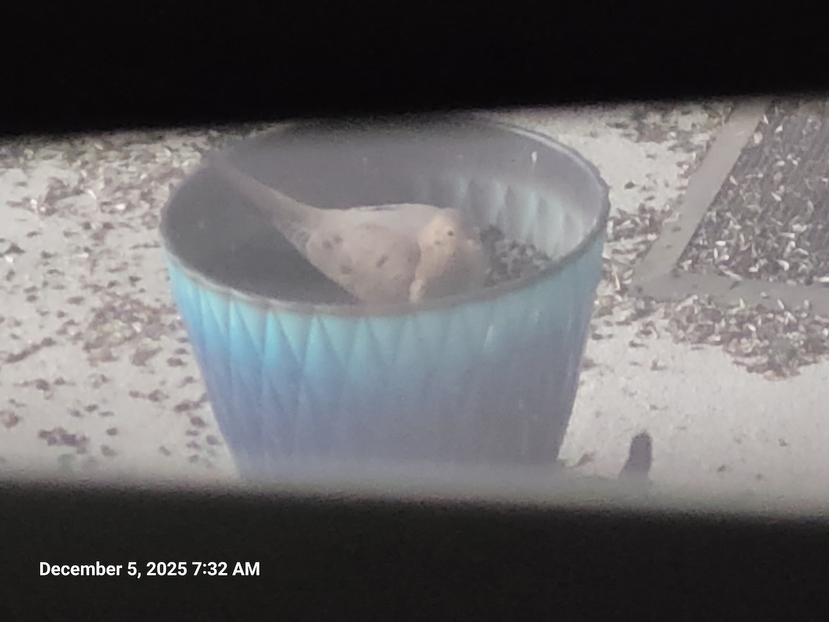 Zenaida arrunta - ML646395576