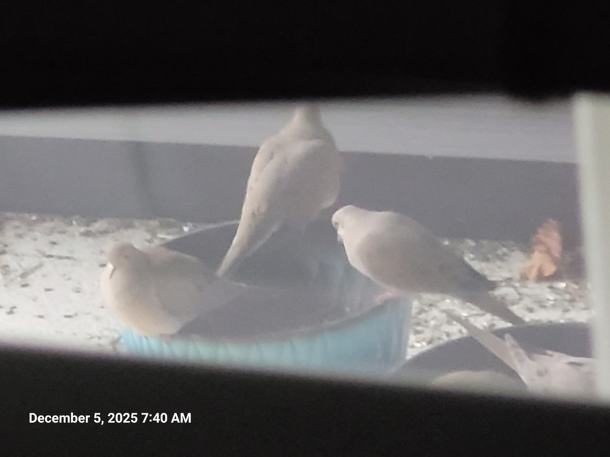 Zenaida arrunta - ML646395577